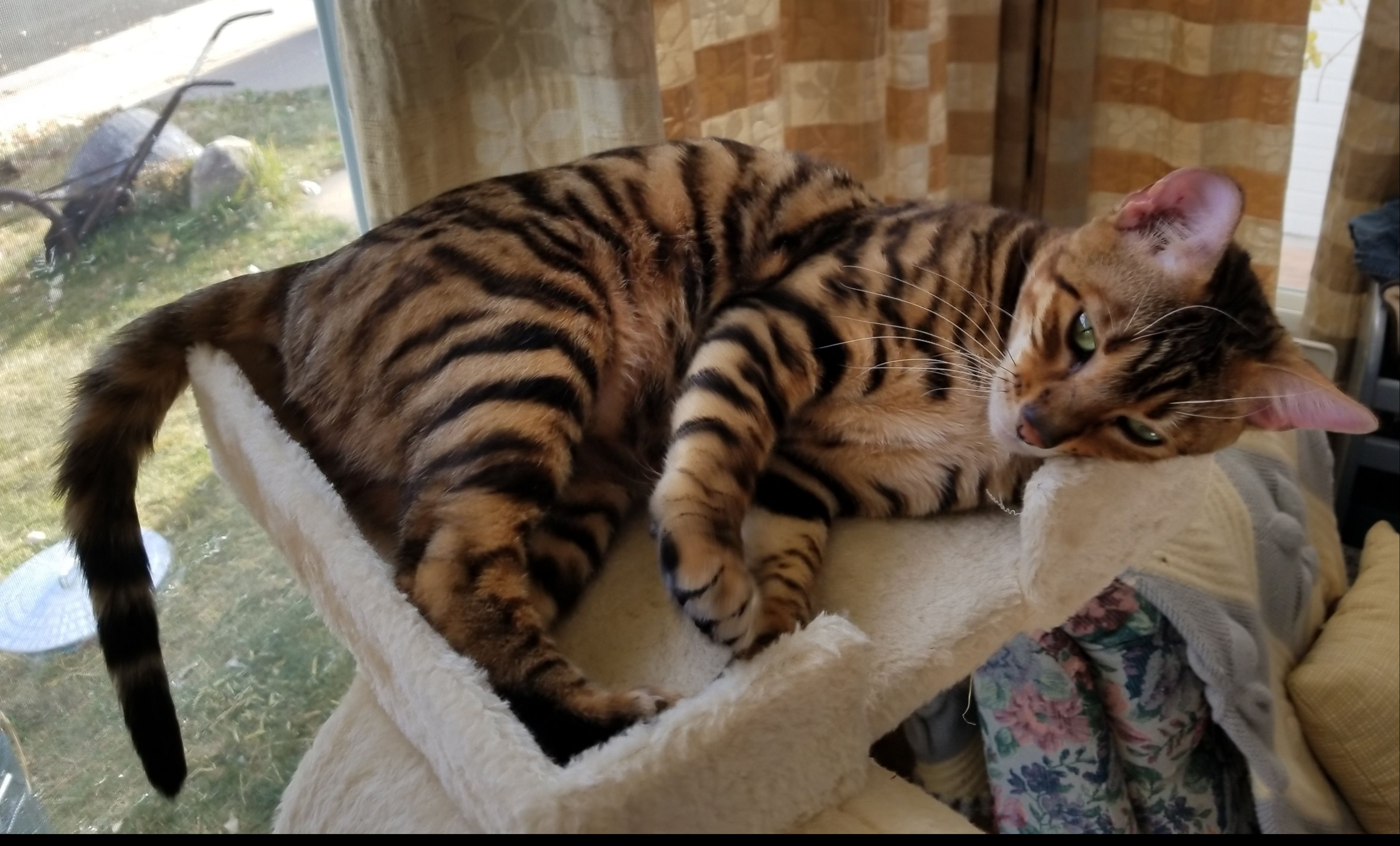 Queen Of The Den Toygers Kittens Mytoygerden Com Colorado