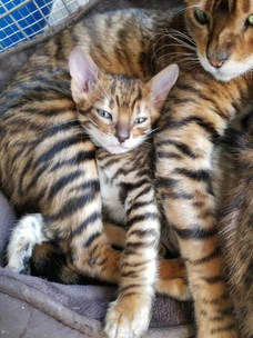 Toygers Kittens Mytoygerden Com Colorado Cattery A