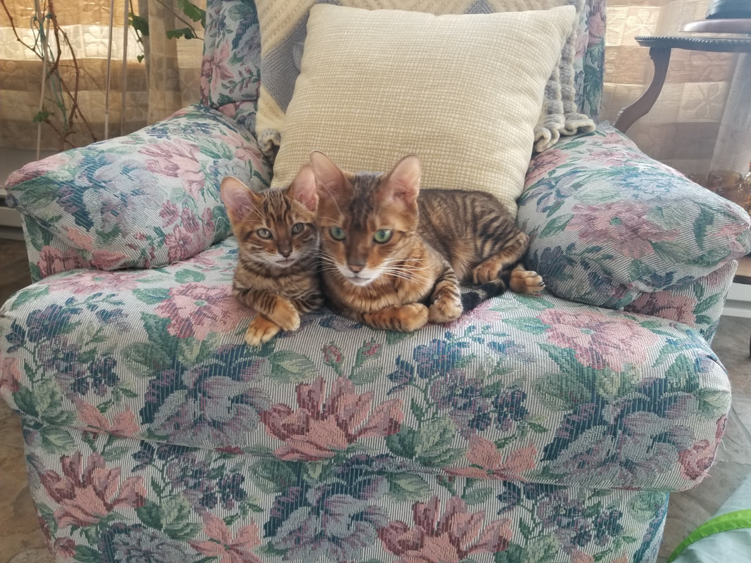 TOYGERS | KITTENS | MYTOYGERDEN.COM | COLORADO CATTERY | A ...